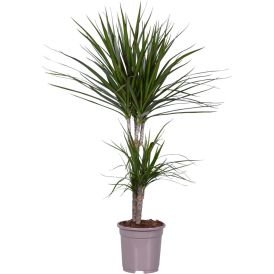 Reunustraakkipuu Dracaena Marginata P17