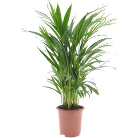 Kultapalmu Dypsis Lutescens P17