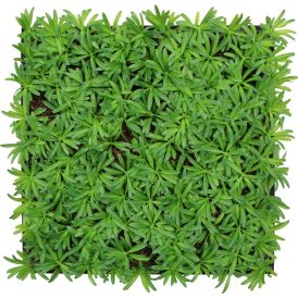 Seinäpaneeli Jangal Podocarpus Tea Tree 52 x 52 cm