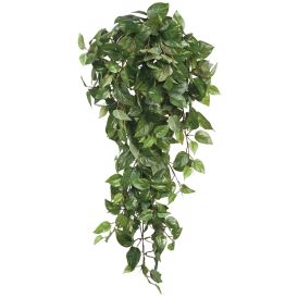 Silkkikasvi kultaköynnös riippuva 80 cm