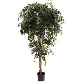 Silkkikasvi Ficus Benjamina 180 cm