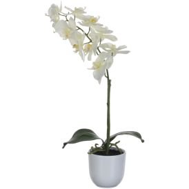Silkkikasvi Perhoskämmekkä Valkoinen 60 cm