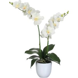 Silkkikasvi Perhosorkidea Valkoinen 66 cm