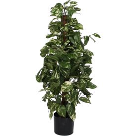 Silkkikasvi hopeaköynnös 110 cm