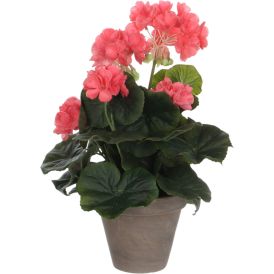 Silkkikasvi pelargonia 11,5 cm lohenpunainen