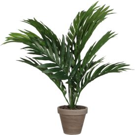Silkkikasvi Betelpalmu 45 cm
