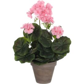 Silkkikasvi pelargonia P11,5 cm vaaleanpunainen