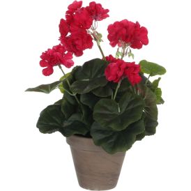 Silkkikasvi pelargonia P11,5 cm tummaroosa