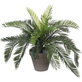 Silkkikasvi Japaninkäpypalmu 37 cm