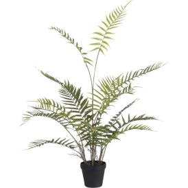 Silkkikasvi Saniainen Fern Adiantum 91 cm
