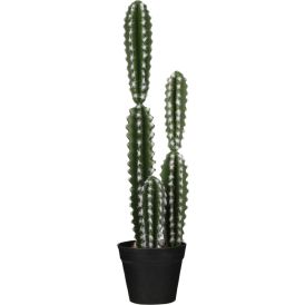 Silkkikasvi kaktus 51 cm
