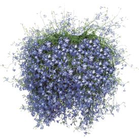 Kesäkukka amppeli P23