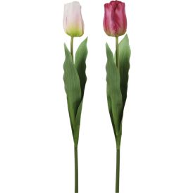 Silkkikasvi tulppaani 60 cm
