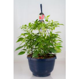 Chiliamppeli Ø 23 cm