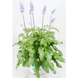 Härmesalvia Ø 12 cm