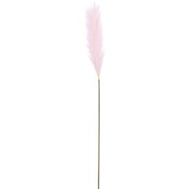 Silkkikasvi Sokeriruoko 104 cm