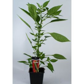 Chili Kotimainen Ø 9 cm