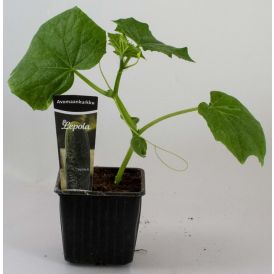 Avomaankurkku Kotimainen Ø 9 cm