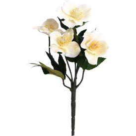 Silkkikasvi Jouluruusu Helleborus 35 cm