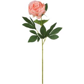 Koristeoksa Pioni persikka 76 cm
