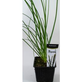 Ruohosipuli Kotimainen Ø 9 cm