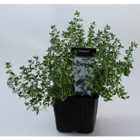 Timjami Kotimainen Ø 9 cm