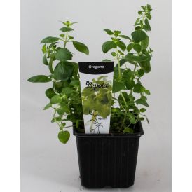 Oregano Kotimainen Ø 9 cm