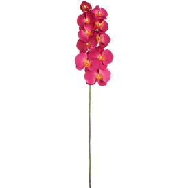Koristeoksa Perhoskämmekkä 91 cm fuksia