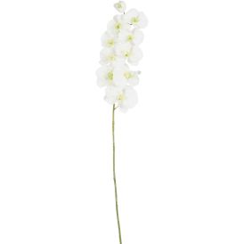 Koristeoksa Perhoskämmekkä 91 cm valkoinen