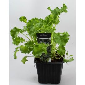 Lehtikaali Kotimainen Ø 9 cm