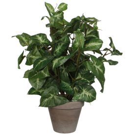 Silkkikasvi Kultakorva 35 cm