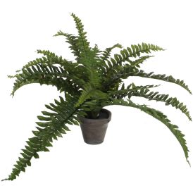 Silkkikasvi Saniainen 35 cm