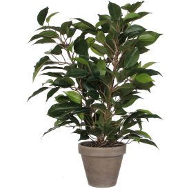 Silkkikasvi Limoviikuna 40 cm