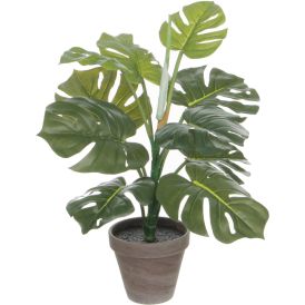 Silkkikasvi Peikonlehti 48 cm