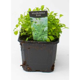 Villirukola Kotimainen Ø 9 cm