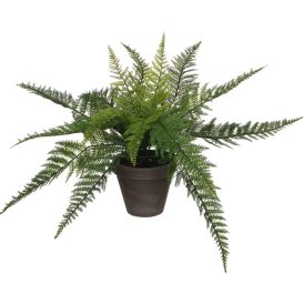 Silkkikasvi Saniainen 38 cm