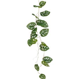 Silkkikasvi Peikonlehti köynnös 115 cm