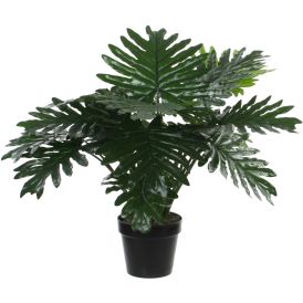Silkkikasvi Vehka 60 cm