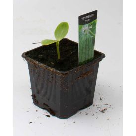Vesimeloni Kotimainen Ø 9 cm
