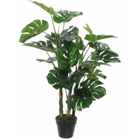 Silkkikasvi Peikonlehti 100 cm