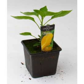 Chili Lemon Drop Kotimainen Ø 9 cm