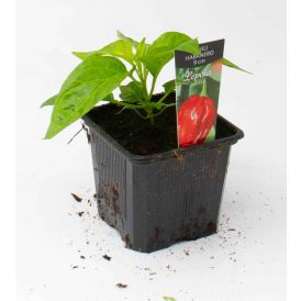Chili Habanero Kotimainen Ø 9 cm