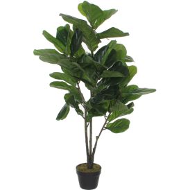 Silkkikasvi Lyyraviikuna 120 cm