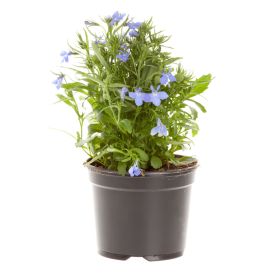 Lobelia Kotimainen Ø 12 cm