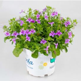 Lobelia Kotimainen Ø 12 cm