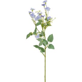 Silkkikasvi Tuoksuherne oksa sininen 74 cm
