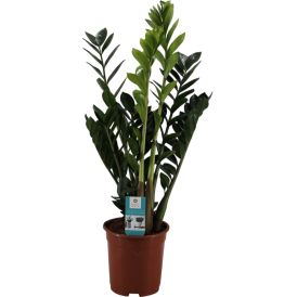 Palmuvehka Zamioculcas Zamiifolia P14