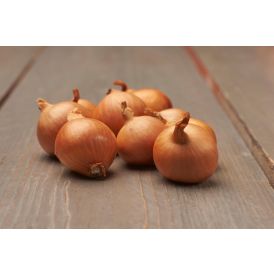 Salottisipuli Red Sun 500 g