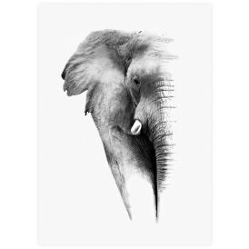 Juliste Elephant 50 x 70 cm