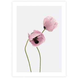 Juliste Poppies 50 x 70 cm